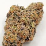 Afghani Bullrider (QUADS/4A)