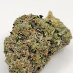 Animal Face (QUADS/4A)