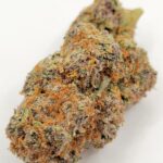 GMO Cookies (QUADS/4A)