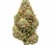 High-quality Jack Herer cannabis bud on a clean background, symbolizing a classic Sativa strain for creative energy.