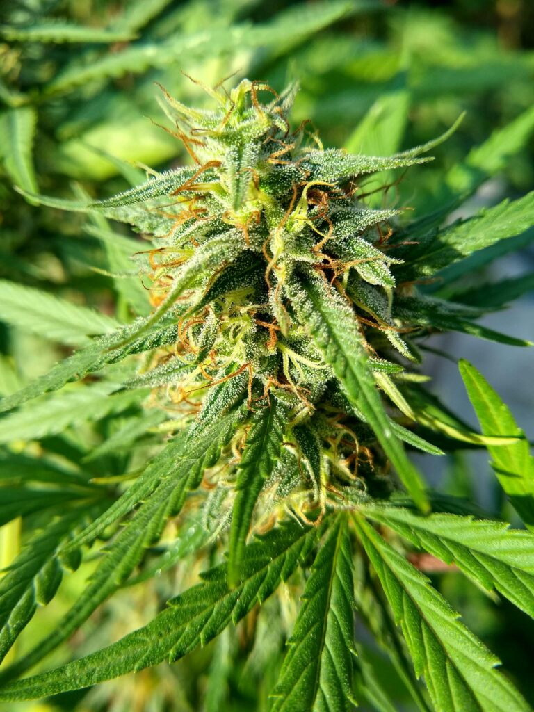 Popular Indica strain for bedtime