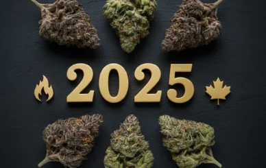 Best weed strains in Brampton 2025 display with premium flower.