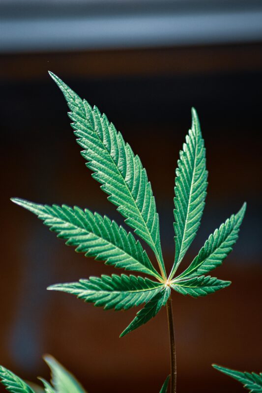 balanced effects when learning how to choose hybrid cannabis strains