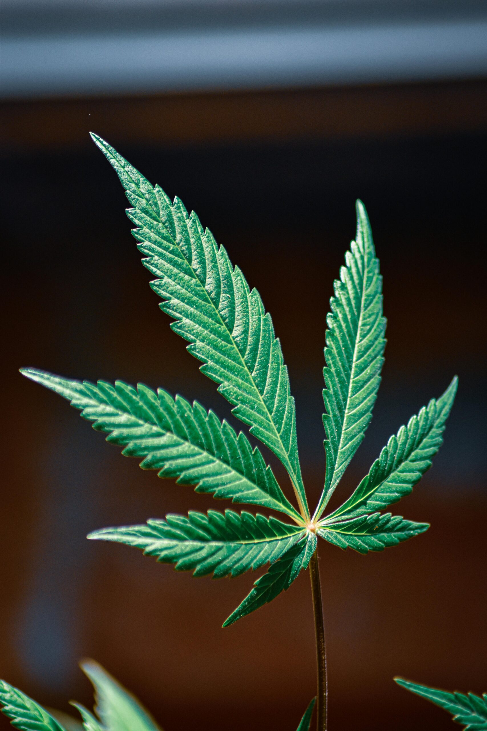 balanced effects when learning how to choose hybrid cannabis strains