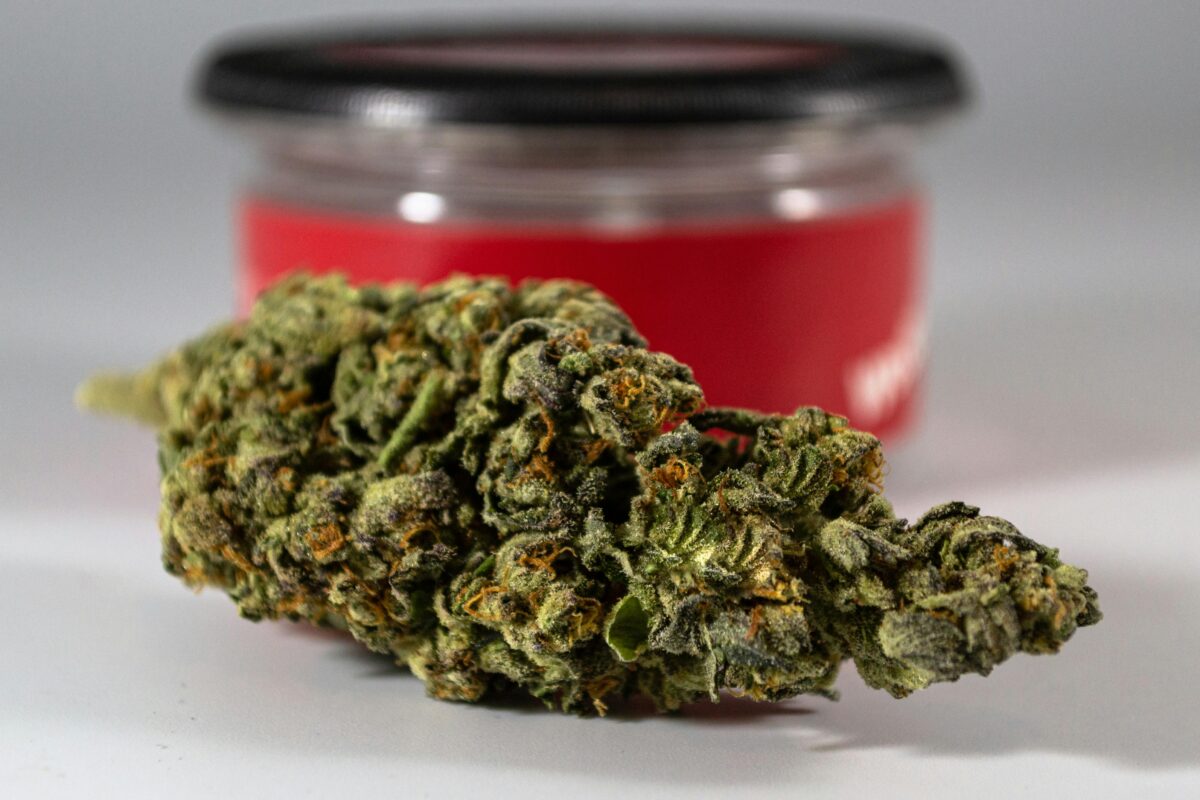 user learning how to choose hybrid cannabis strains thoughtfully