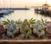 Oakville's top 5 premium cannabis flower strains 2026 with Lakeside Harbour backdrop.