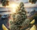 Oakville sativa strains Frozen Lemons AA frosty buds for daytime energy Weedistillery delivery