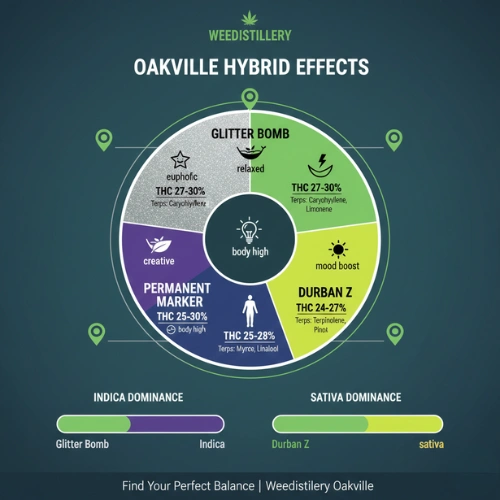 Oakville hybrid strains effects comparison Glitter Bomb Durban Z infographic.