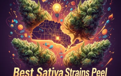 sativa strains mississauga